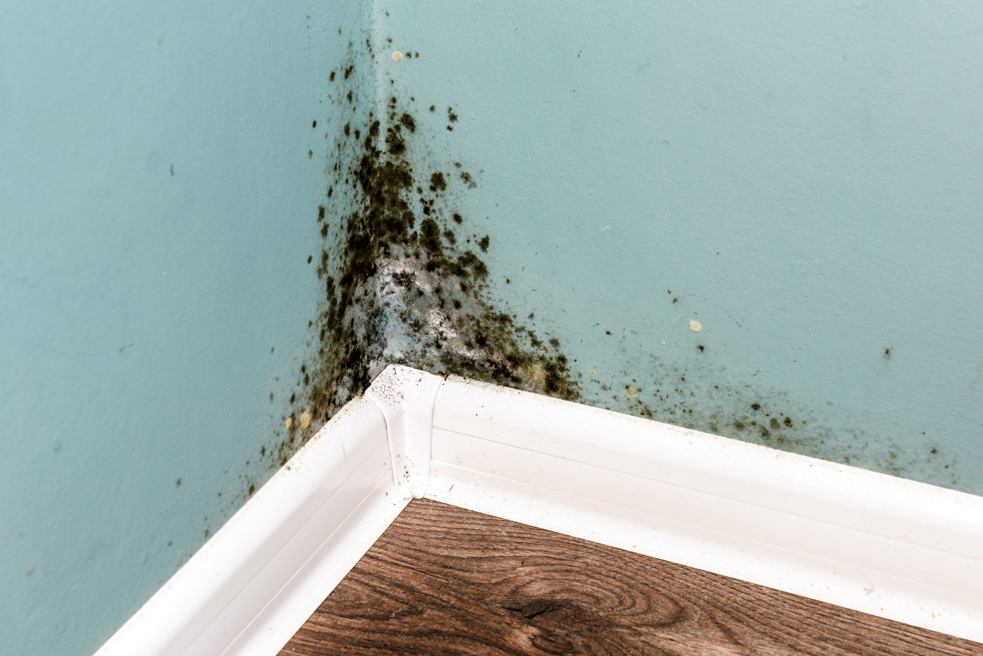Is an N95 Mask Good for Black Mold? Armbrust American