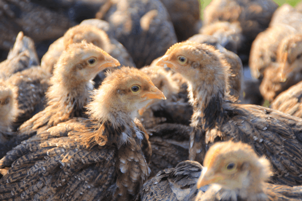 Understanding the H5N1 Outbreak: What You Need to Know