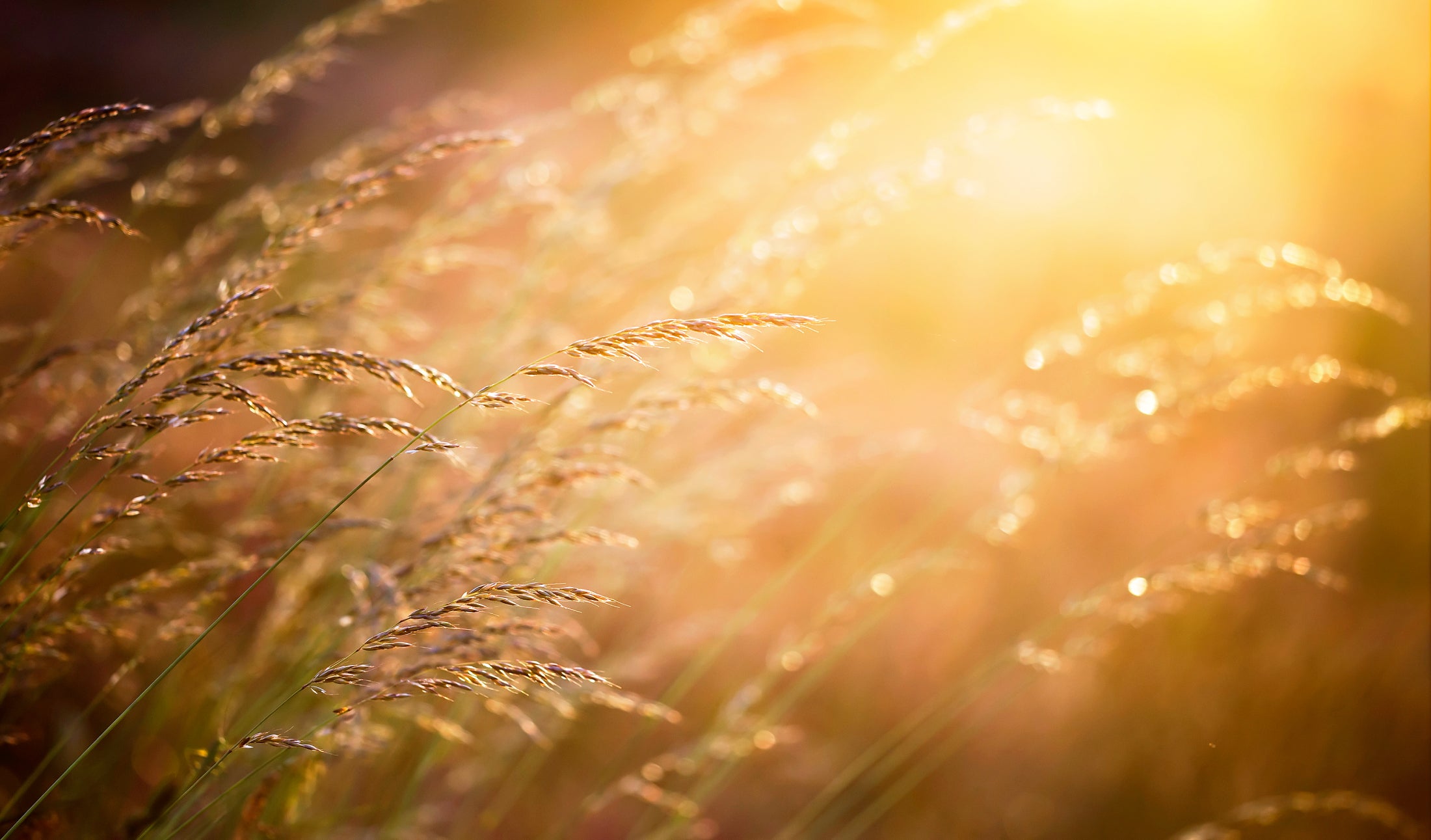 Do Surgical Masks Protect Against Pollen? Armbrust American